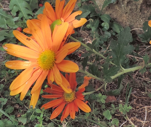 cultivars di Chrysanthemum sp.